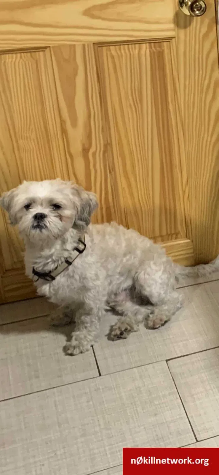 Lost dog in Hackensack, NJ, 7601