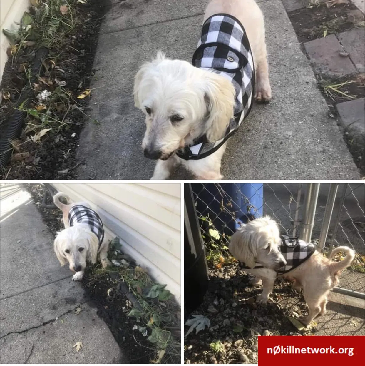 Lost dog in Cicero, IL, 60804