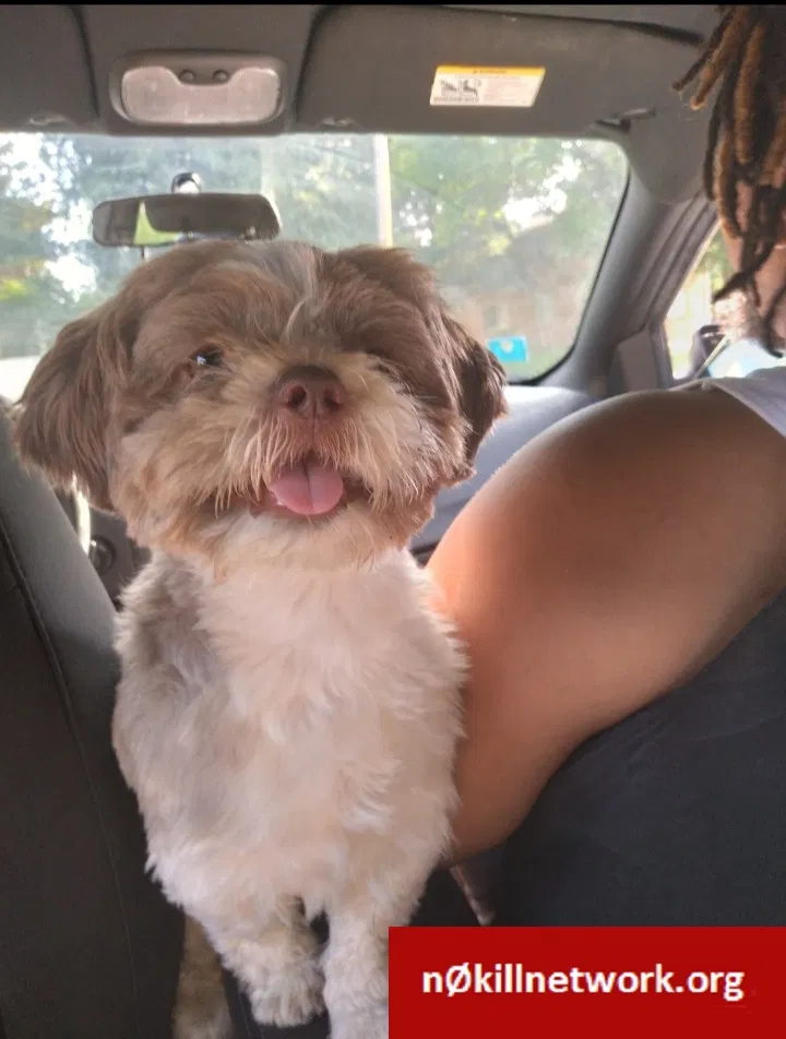Lost dog in Columbus, OH, 43207