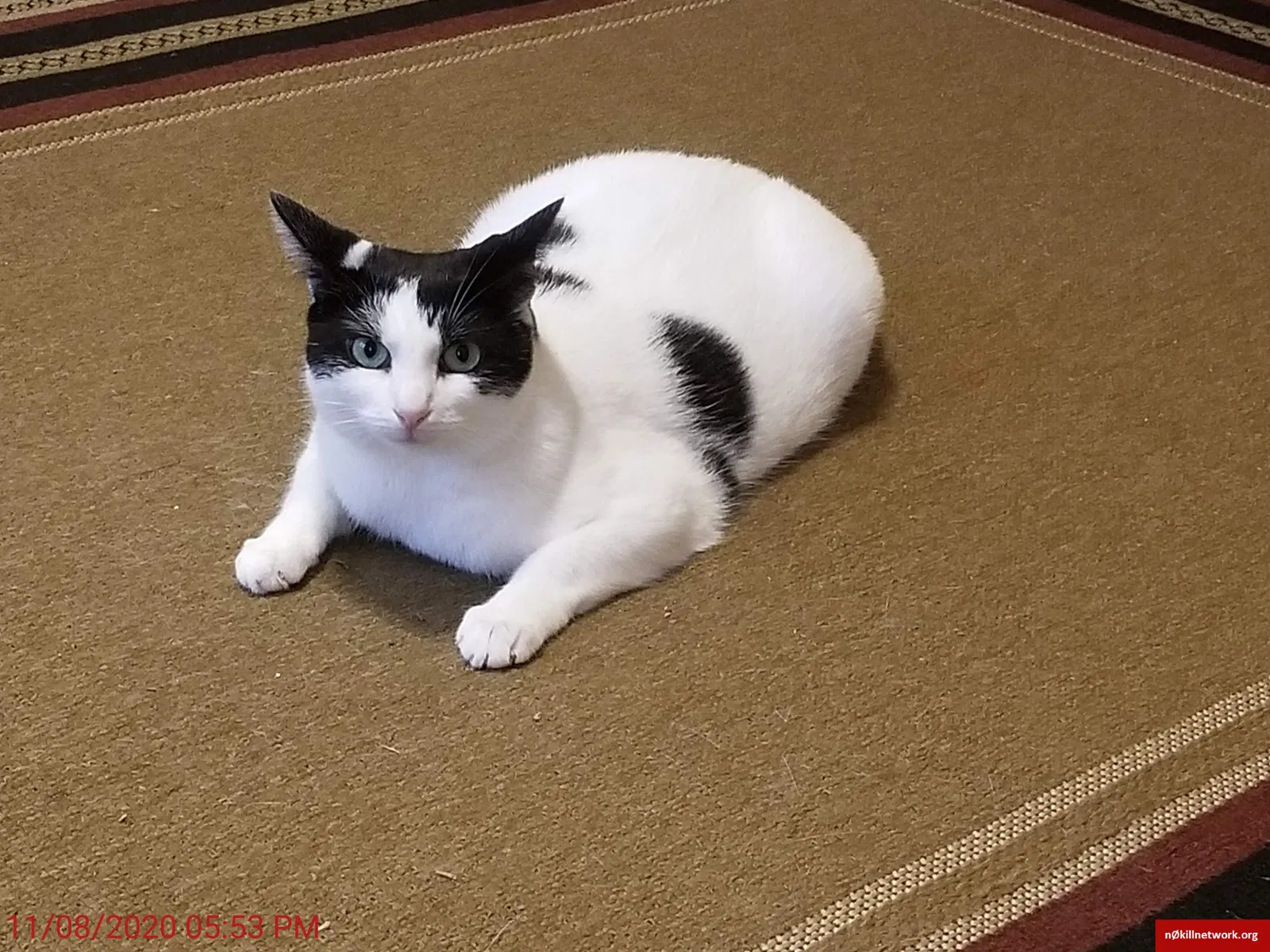 Lost cat in Lansdowne, PA, 19050