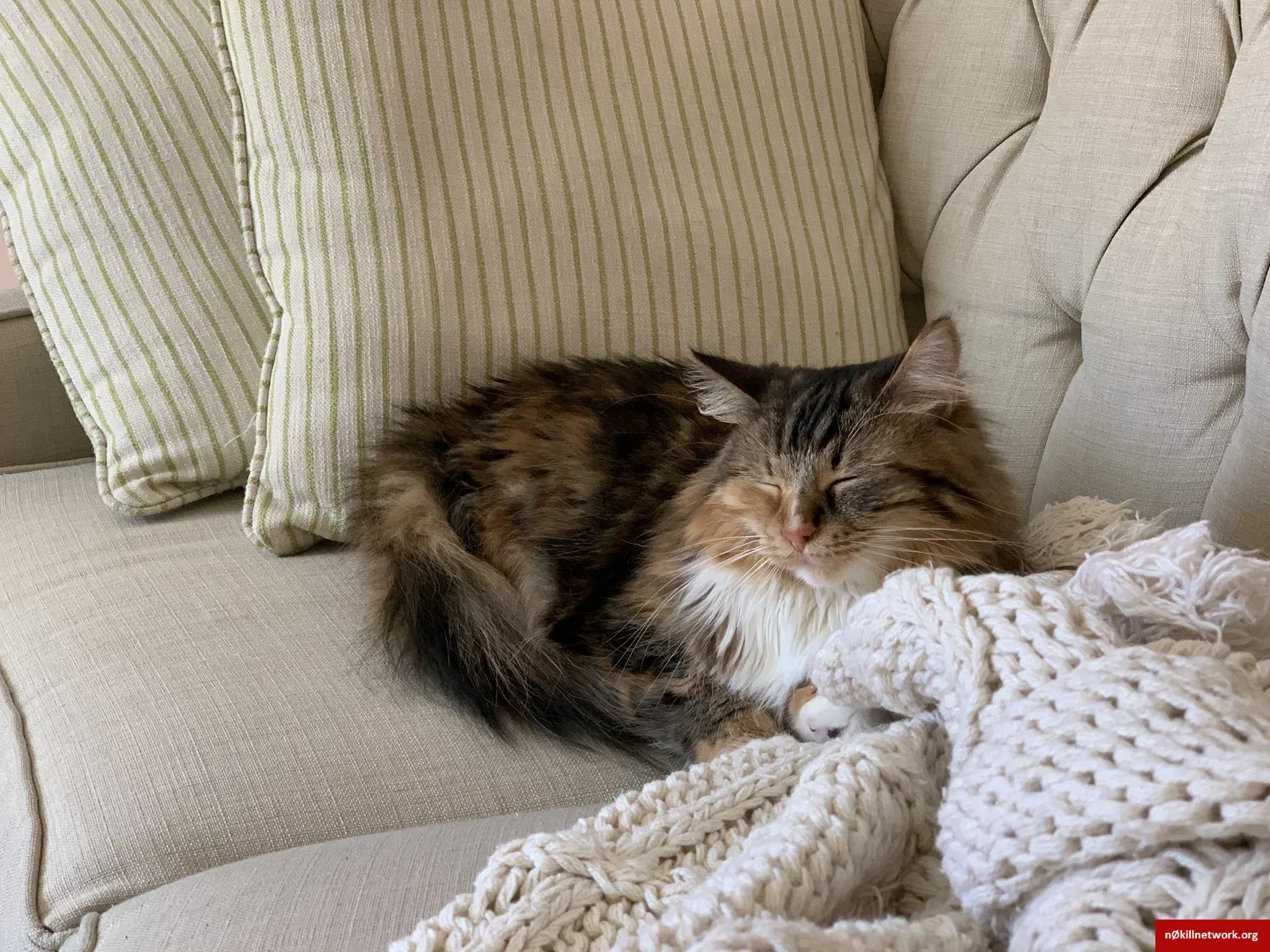Lost cat in Cartersville, GA, 30120