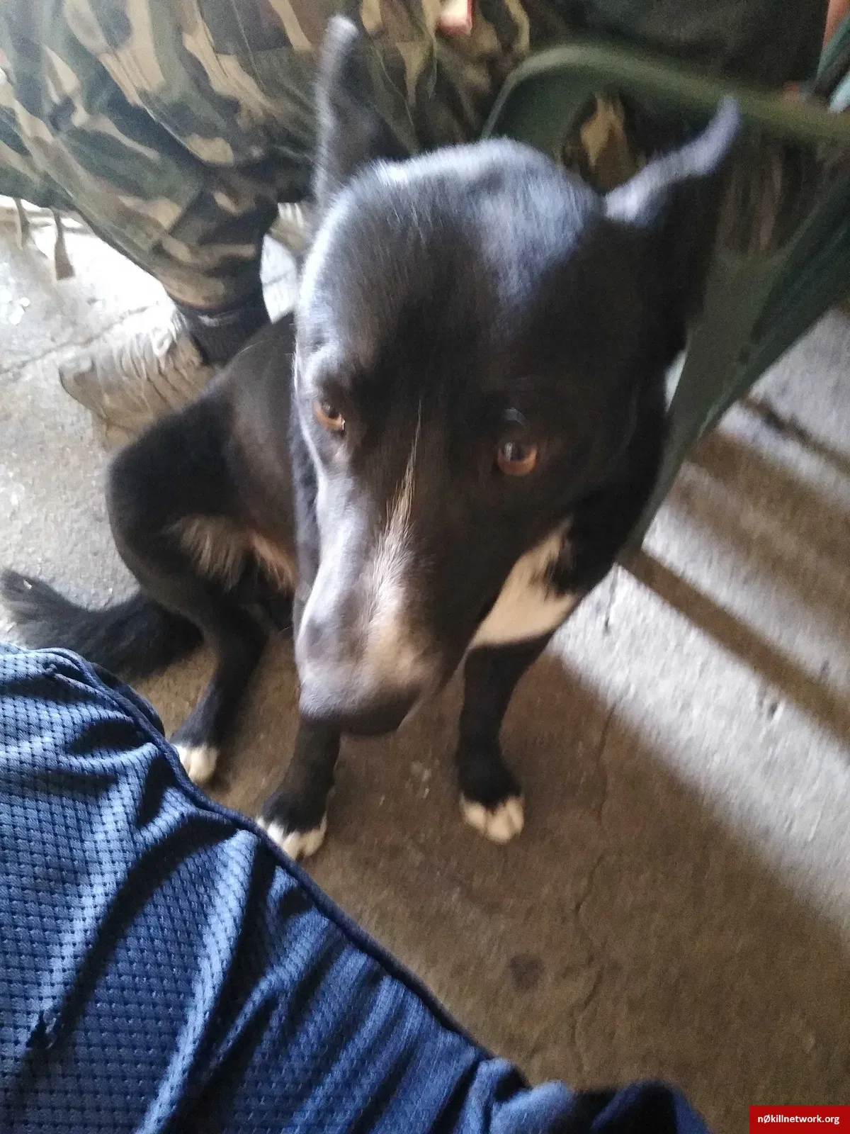 Lost dog in Fontana, CA, 92335