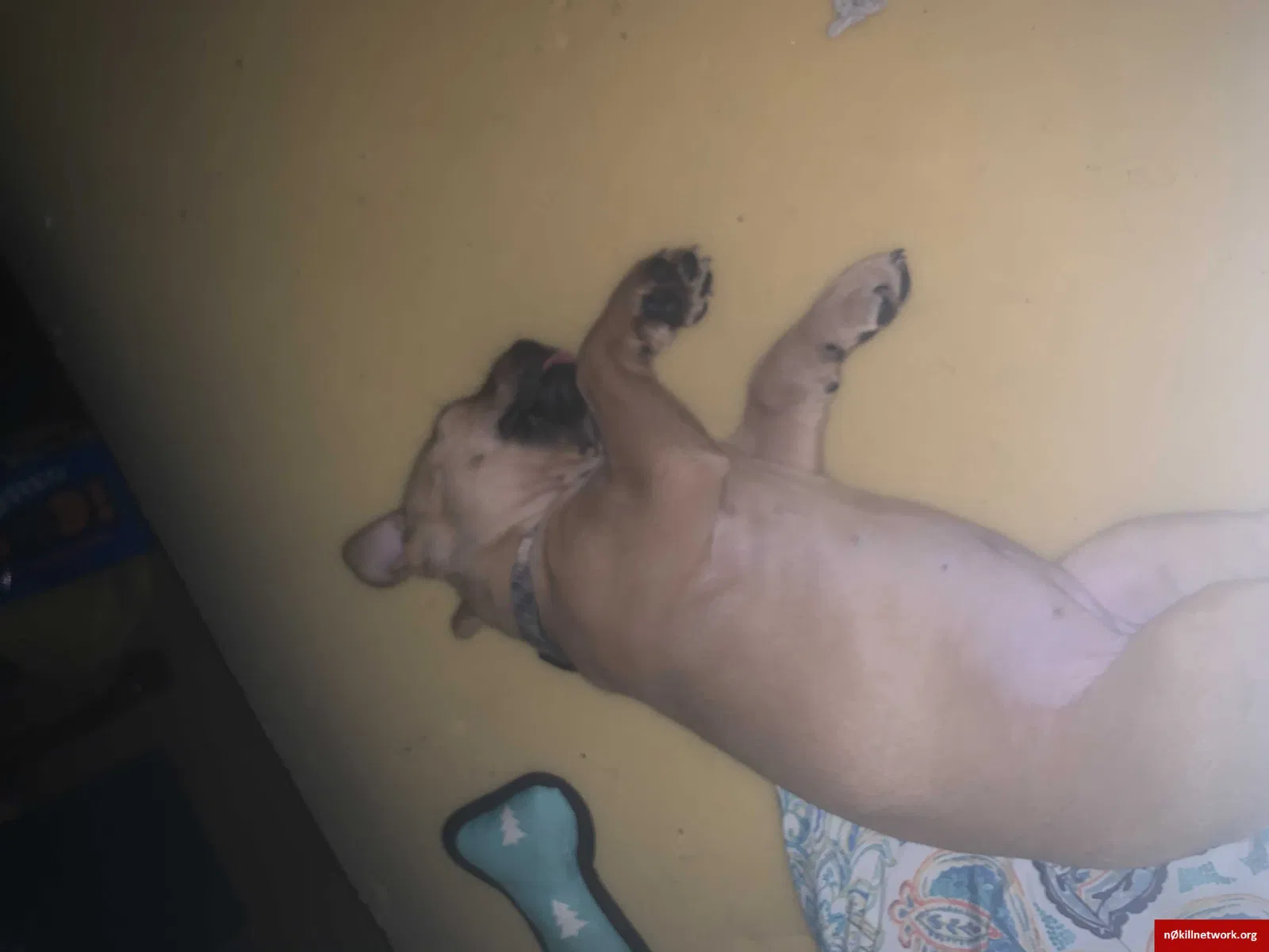 Lost dog in Stoneville, NC, 27048