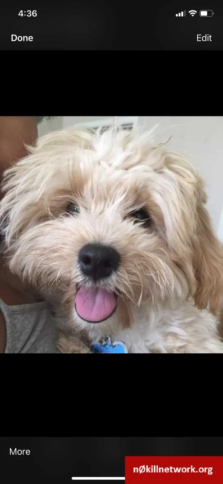 Lost dog in Rochester, NY, 14611