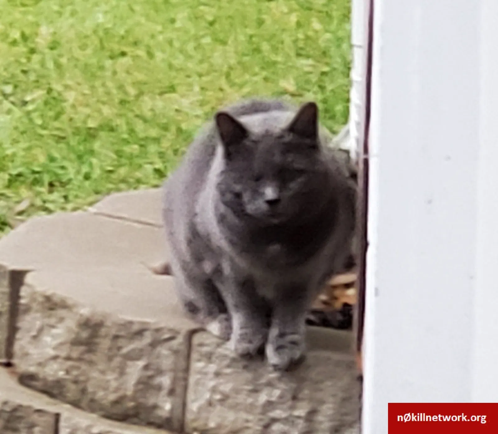 Lost cat in Mchenry, IL, 60051