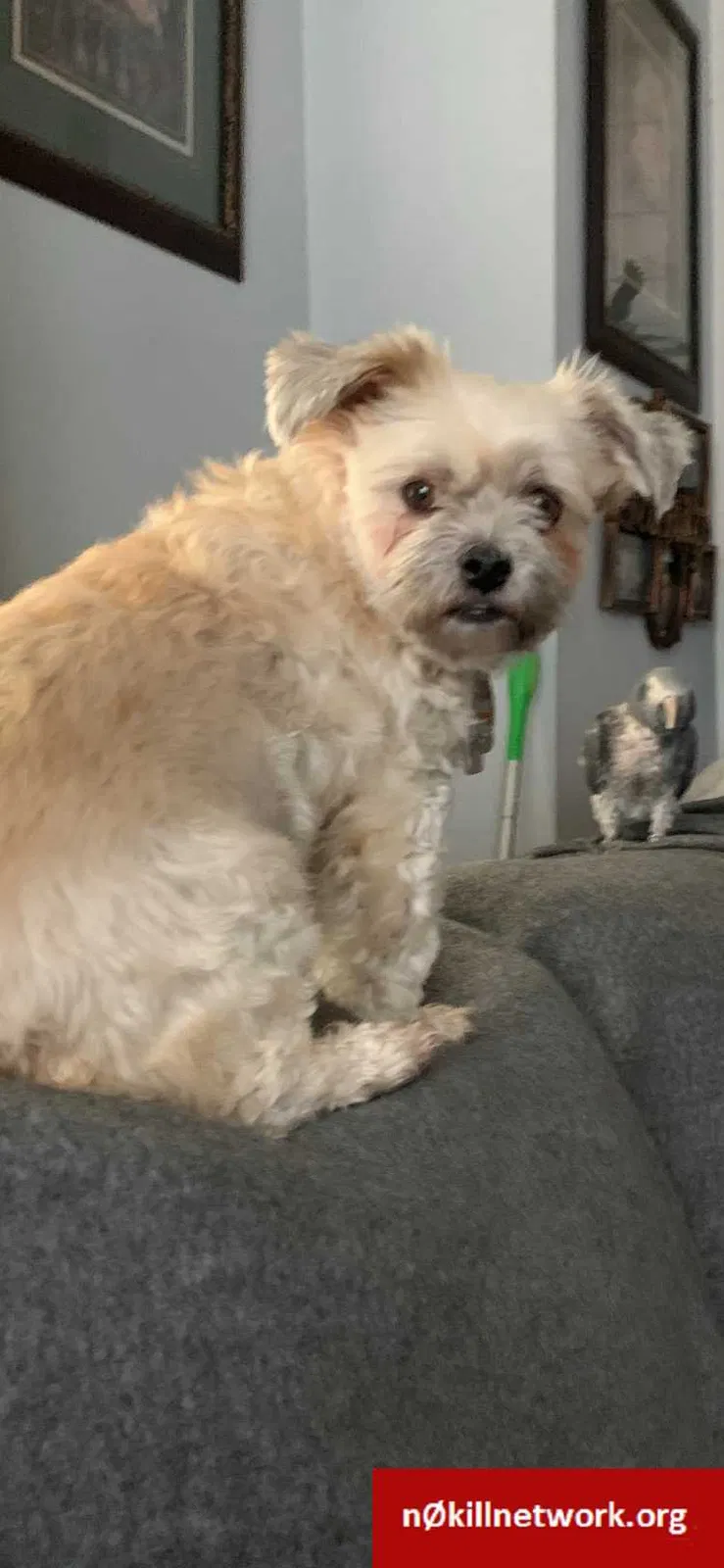 Lost dog in Saratoga Springs, NY, 12866