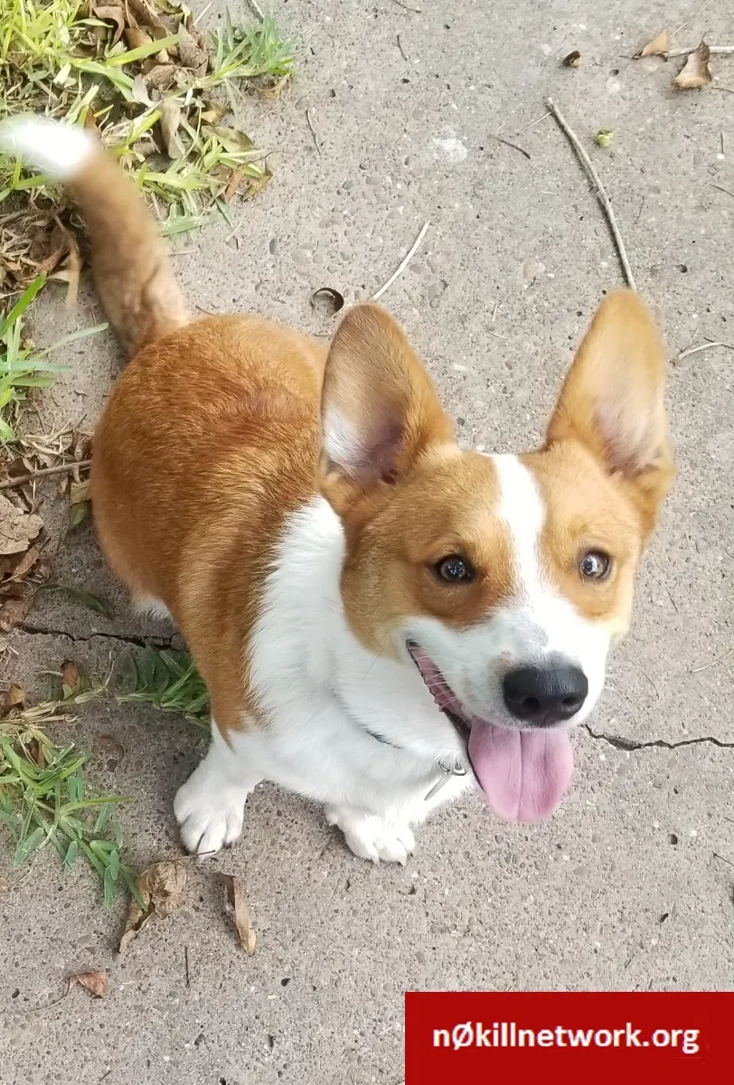 Lost dog in Los Fresnos, TX, 78566