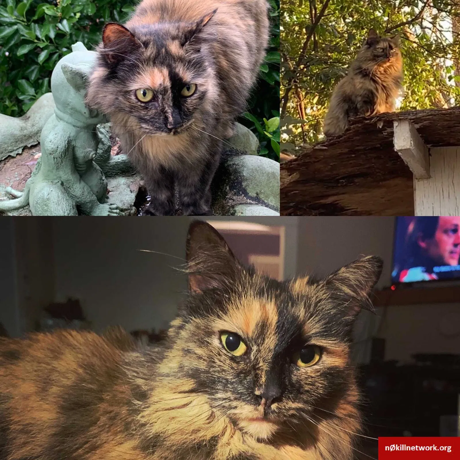 Lost cat in Spartanburg, SC, 29306