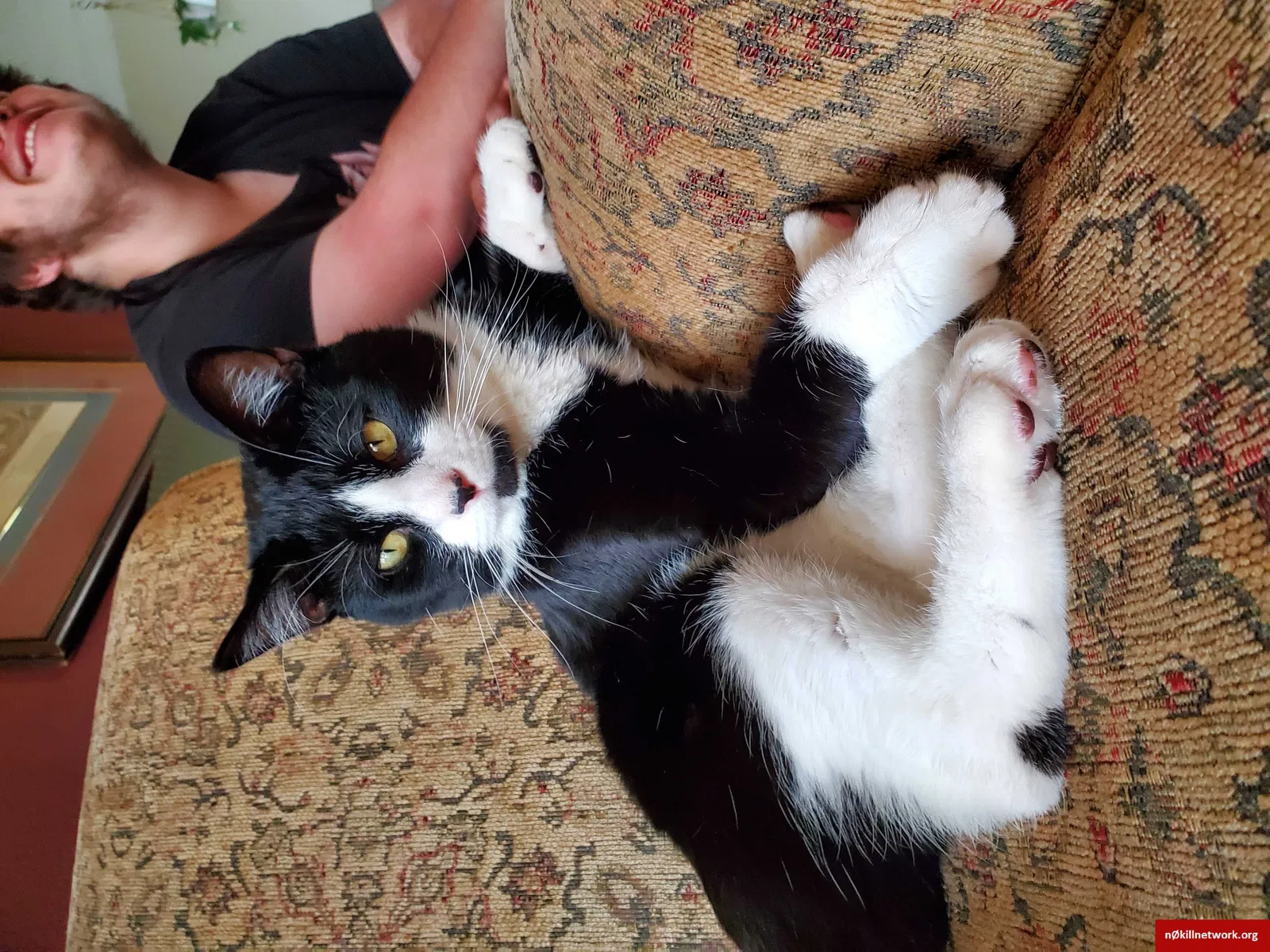 Lost cat in Littleton, CO, 80128
