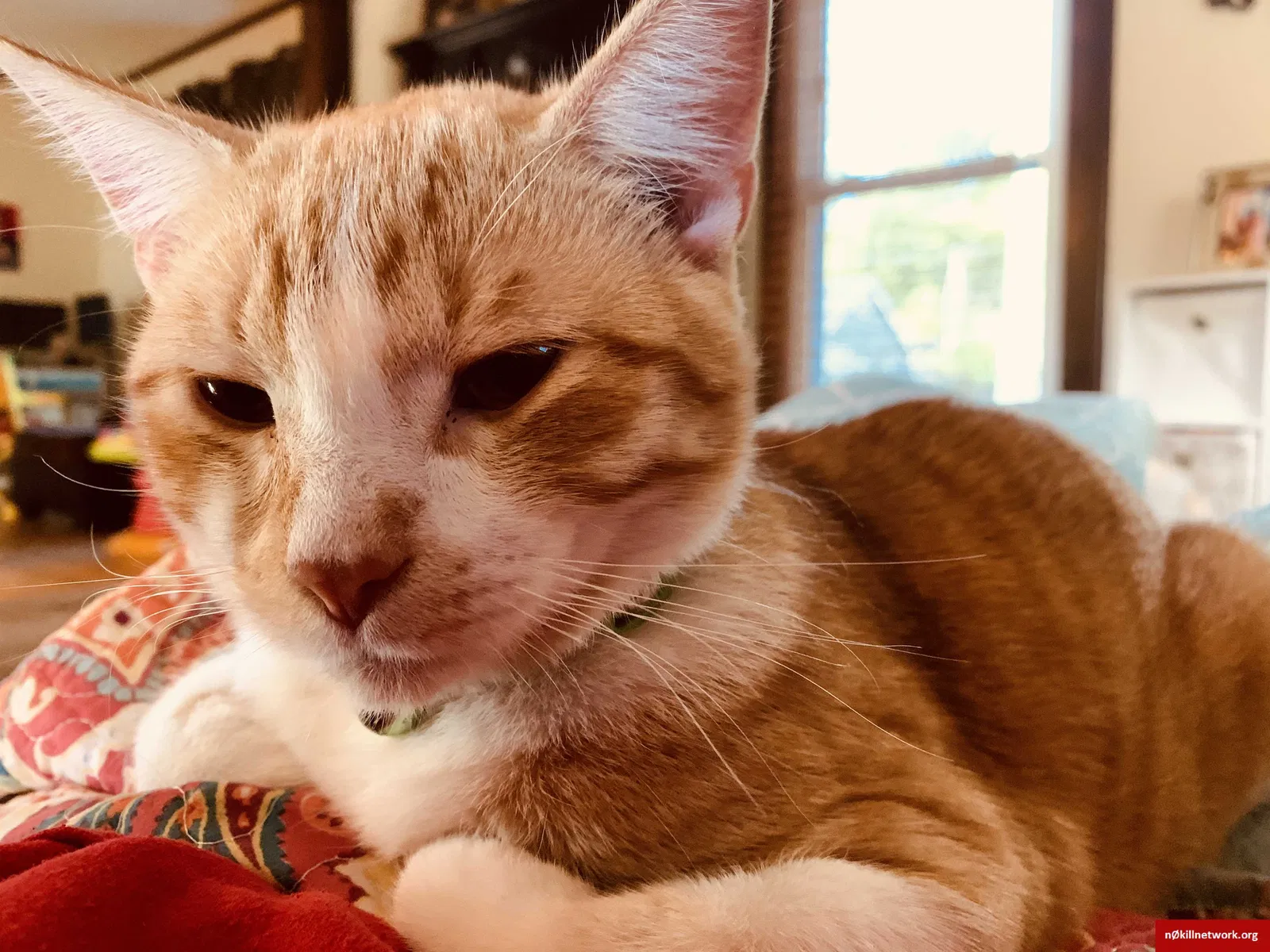 Lost cat in Des Moines, IA, 50312