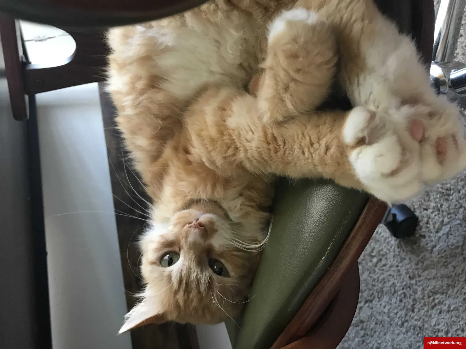Lost cat in Diamondhead, MS, 39525