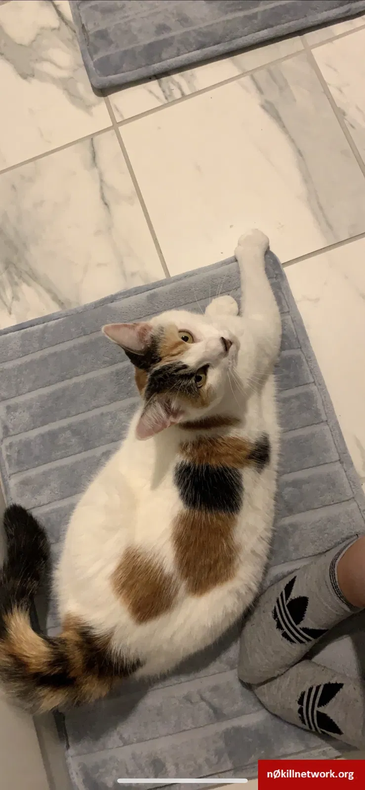 Lost cat in Huntington Station, NY, 11746