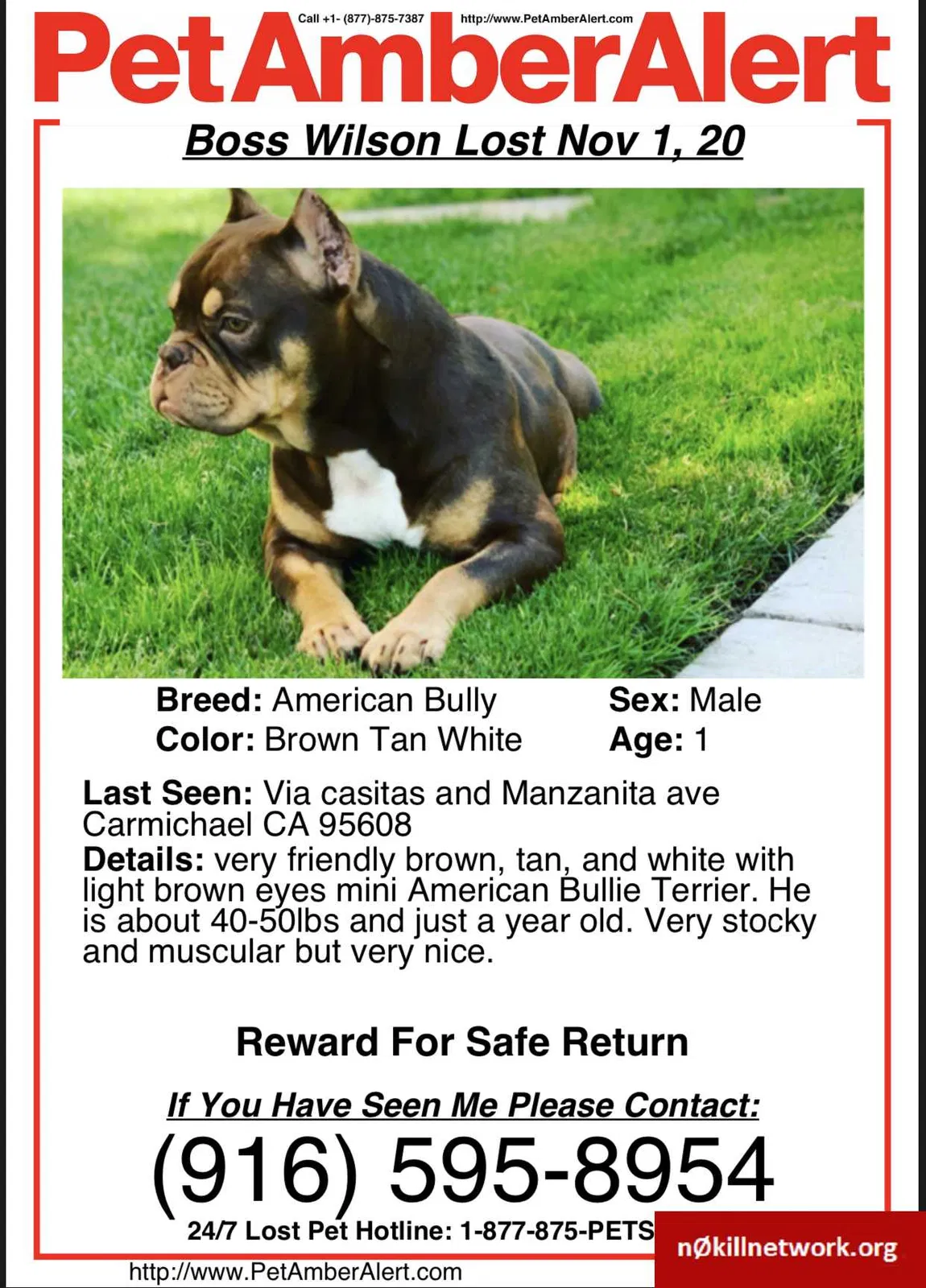 Lost dog in Carmichael, CA, 95608