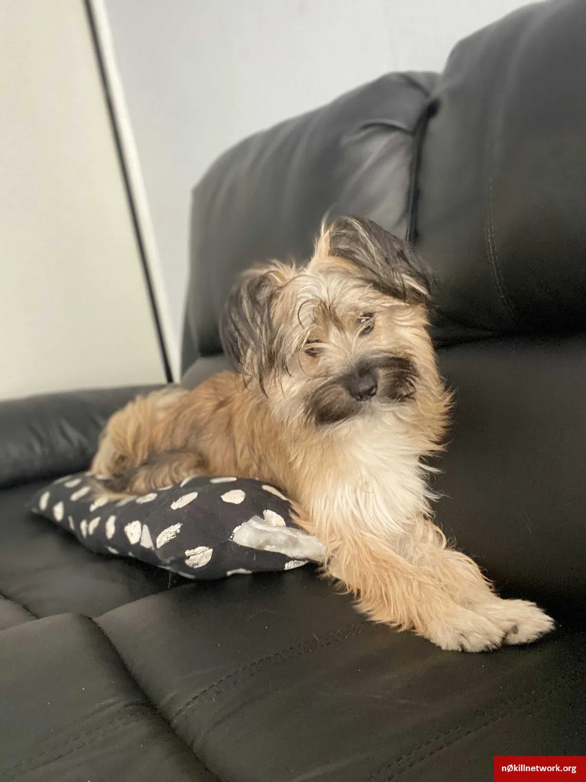 Lost dog in Chicago, IL, 60632