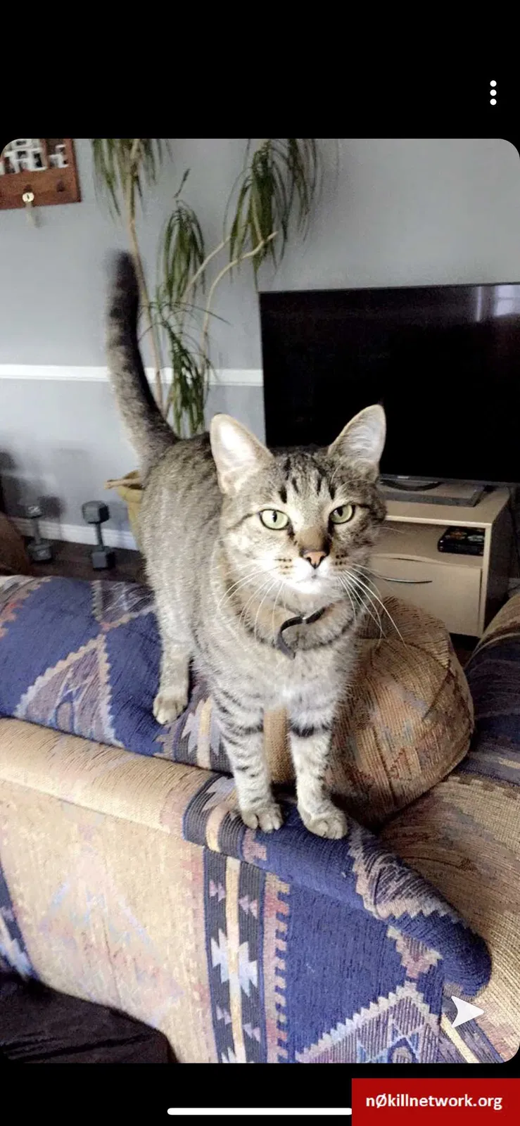 Lost cat in Provo, UT, 84606