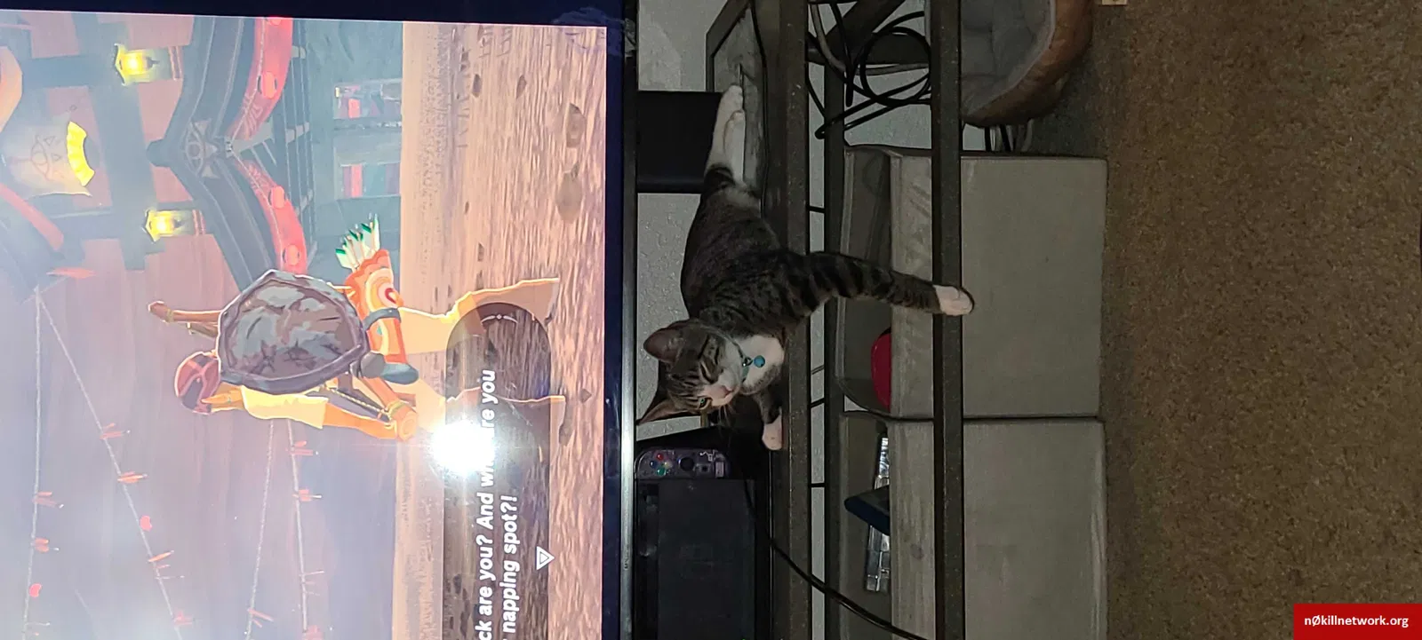 Lost cat in Tucson, AZ, 85710