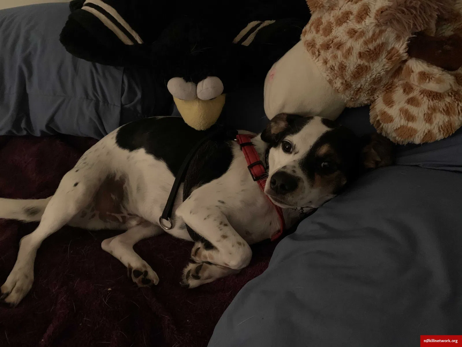 Lost dog in State College, PA, 16801