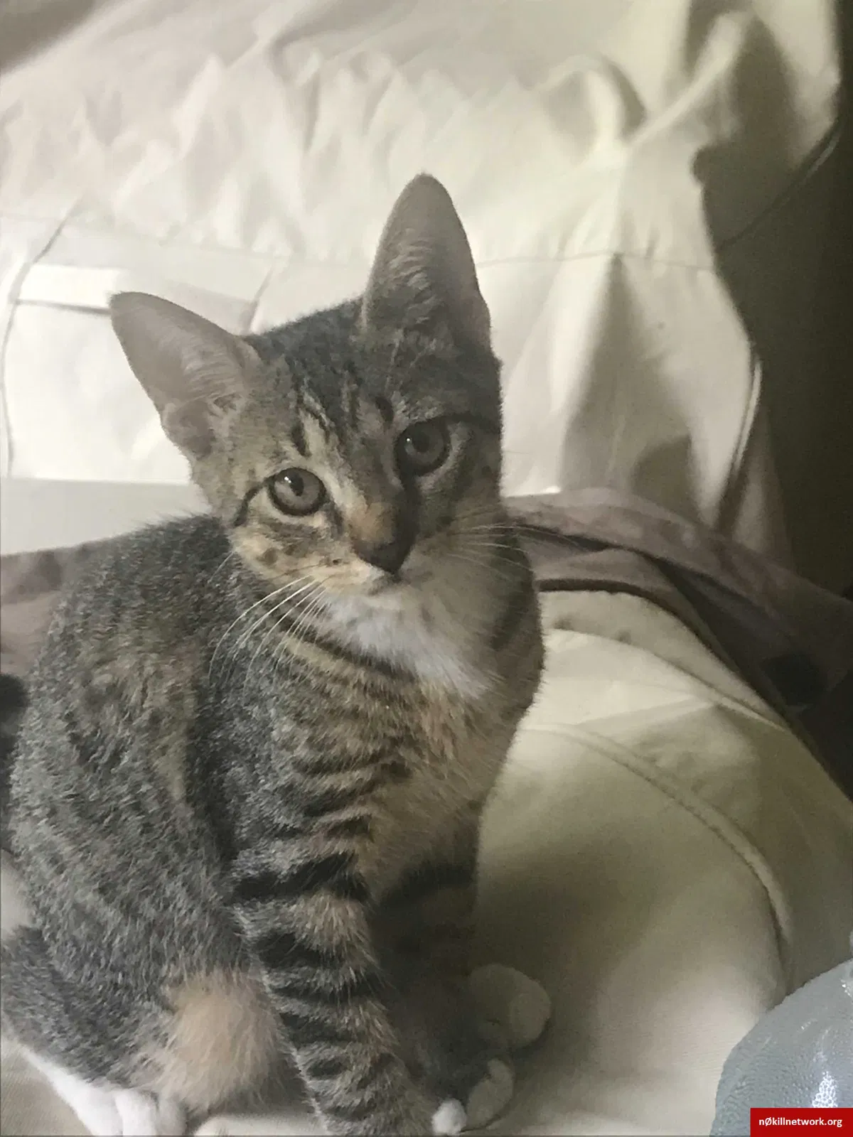 Lost cat in Dothan, AL, 36305