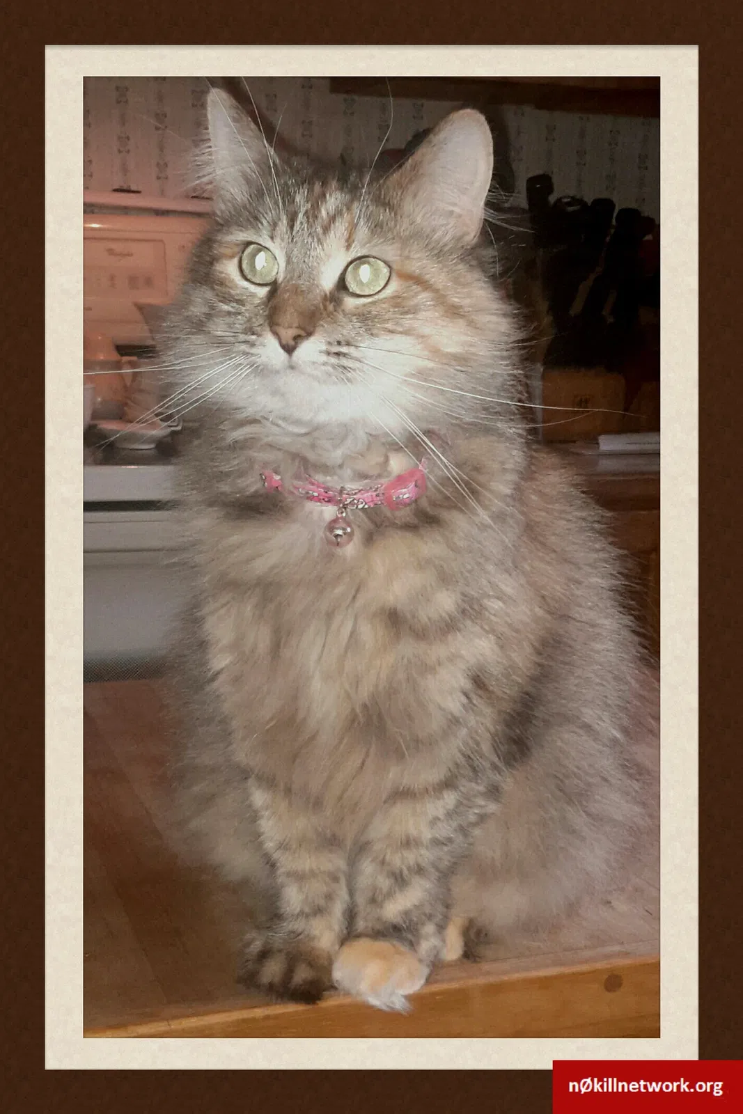 Lost cat in Kokomo, IN, 46901