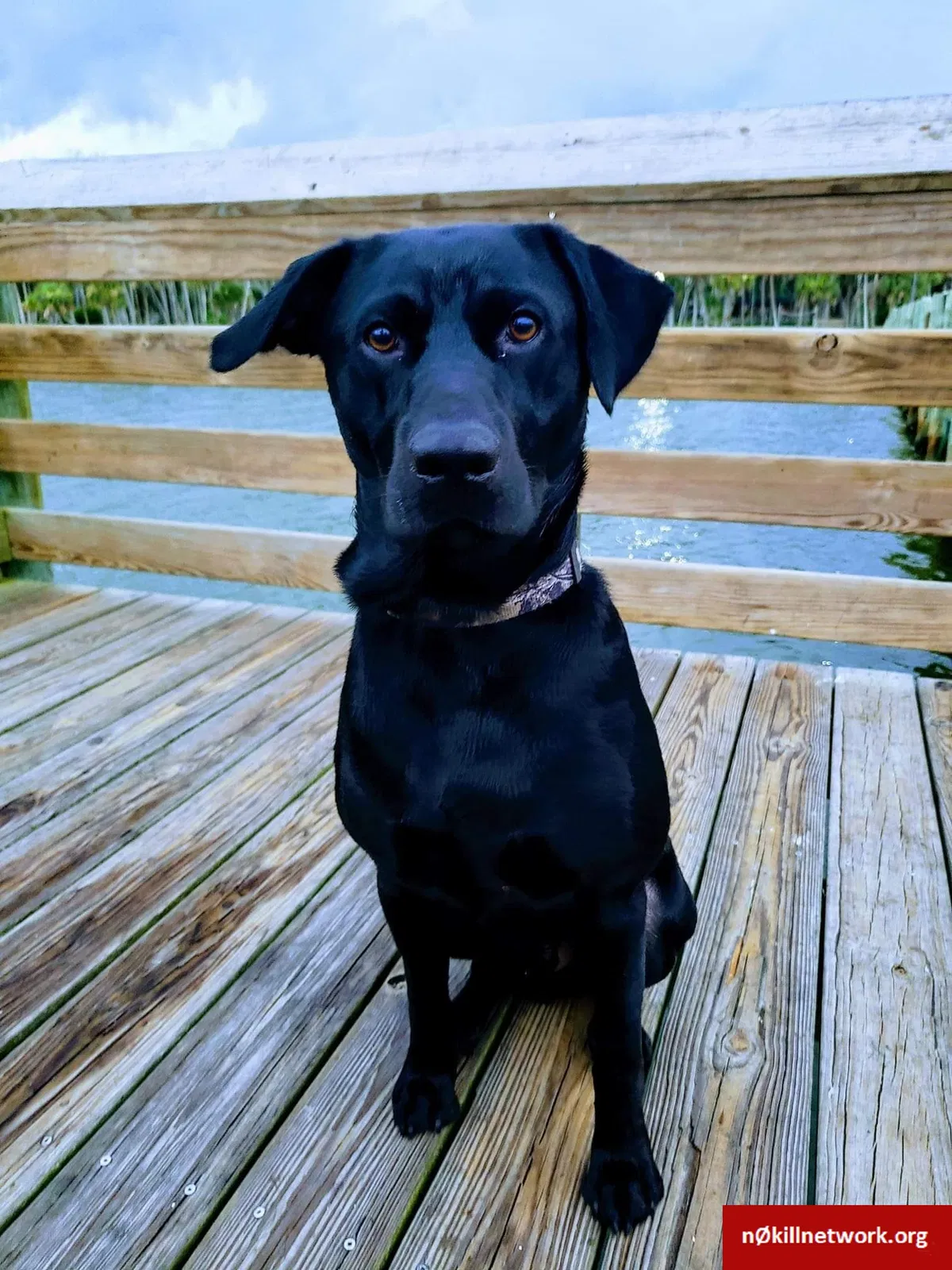 Lost dog in Brooksville, FL, 34601