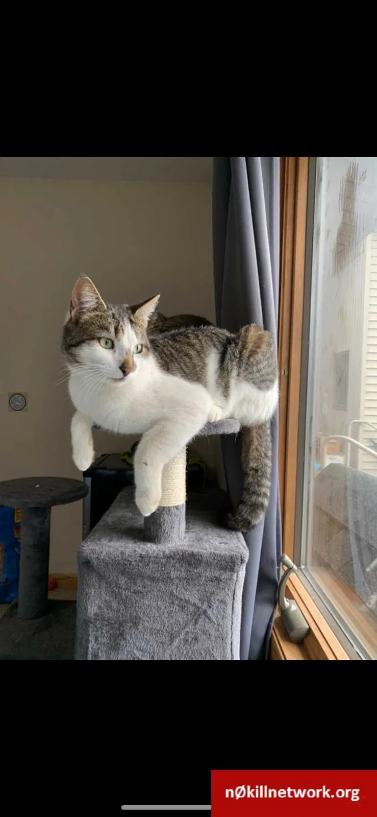 Lost cat in Malaga, NJ, 8328