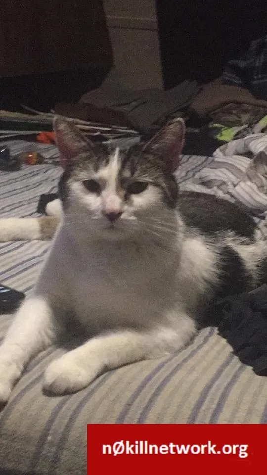 Lost cat in Graettinger, IA, 51342