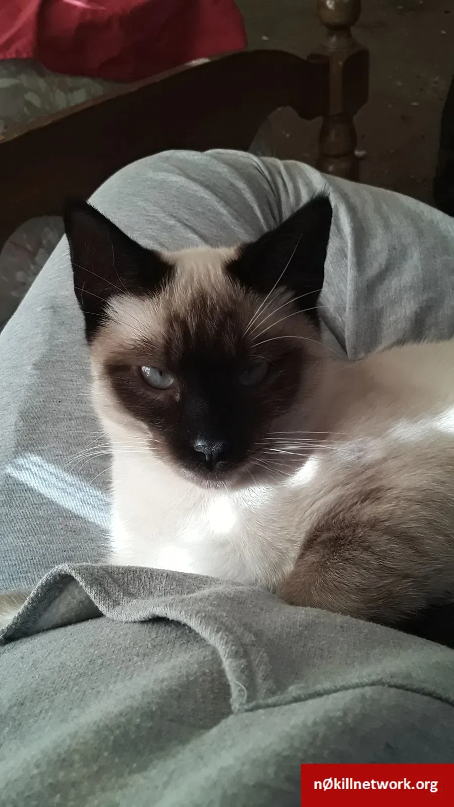 Lost cat in Chatsworth, GA, 30705