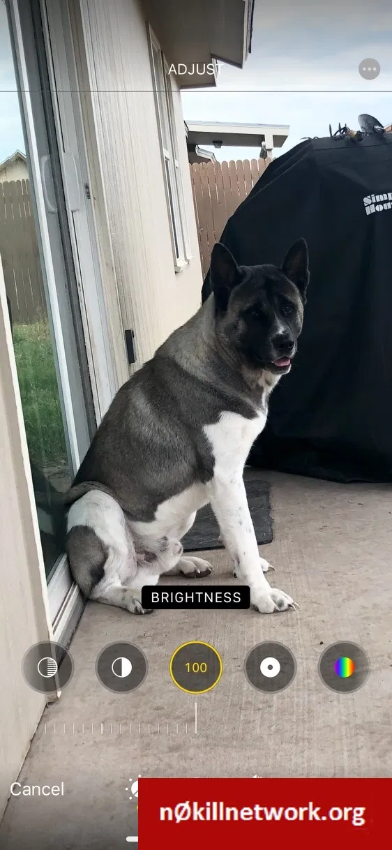 Lost dog in San Angelo, TX, 76905