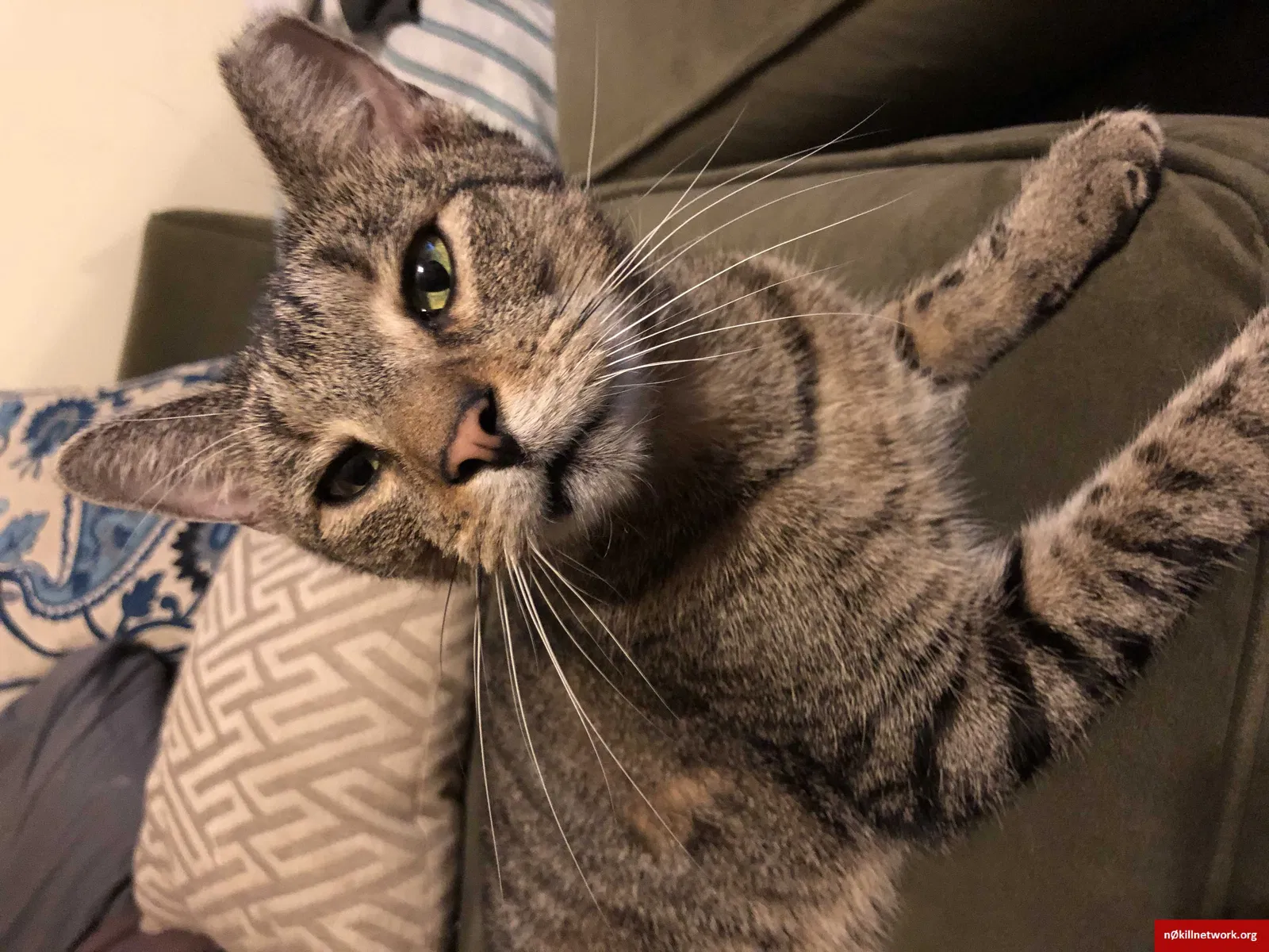 Lost cat in South Plainfield, NJ, 7080
