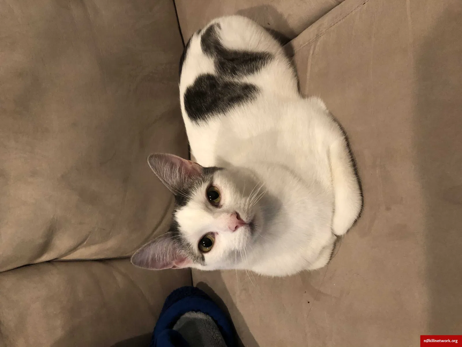 Lost cat in Bellingham, WA, 98226