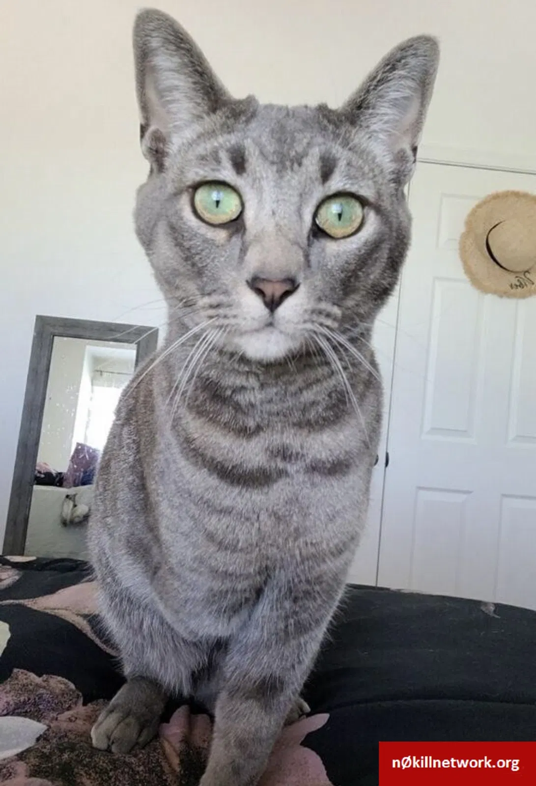 Lost cat in Sahuarita, AZ, 85629
