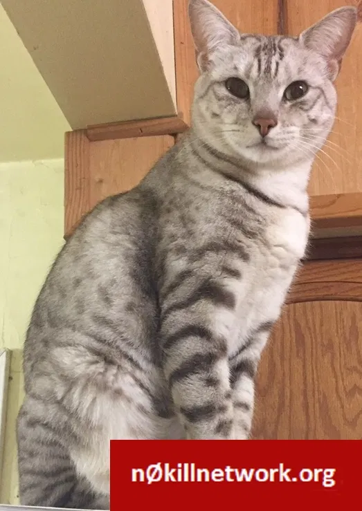 Lost cat in Beaumont, CA, 92223