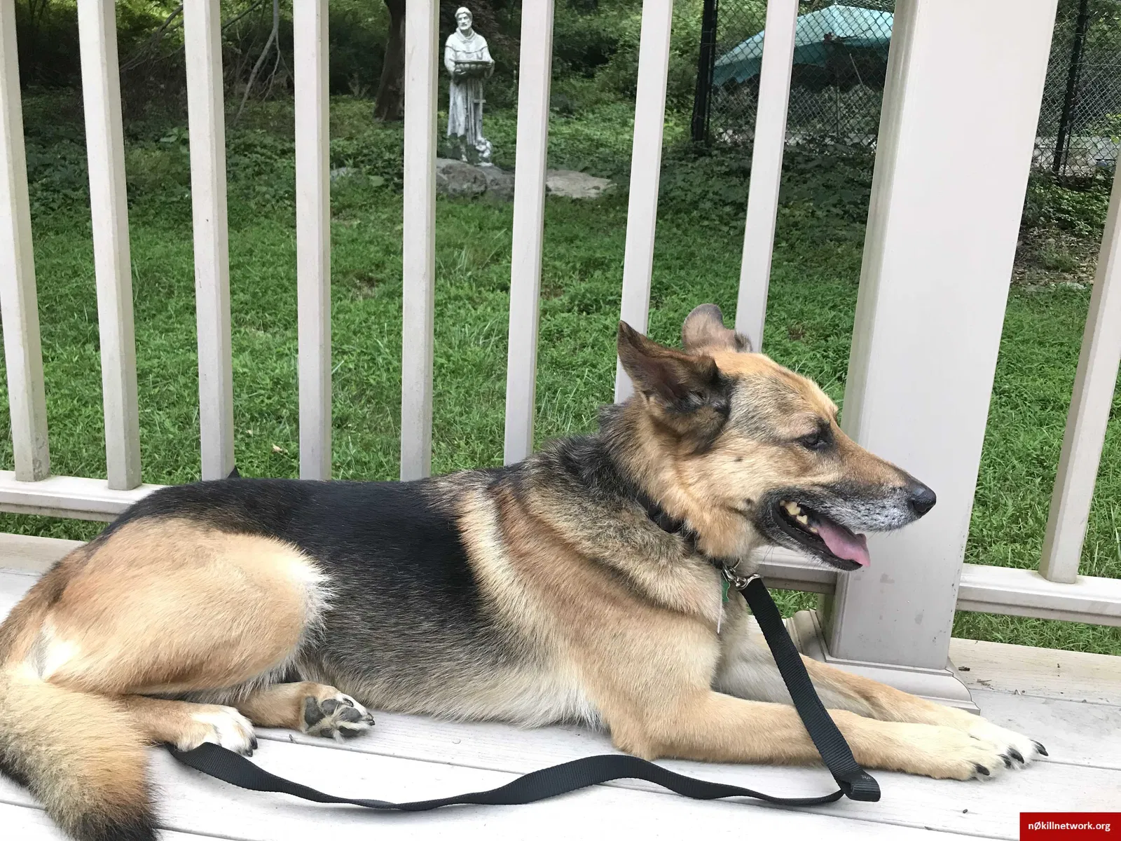 Lost dog in Clementon, NJ, 8021