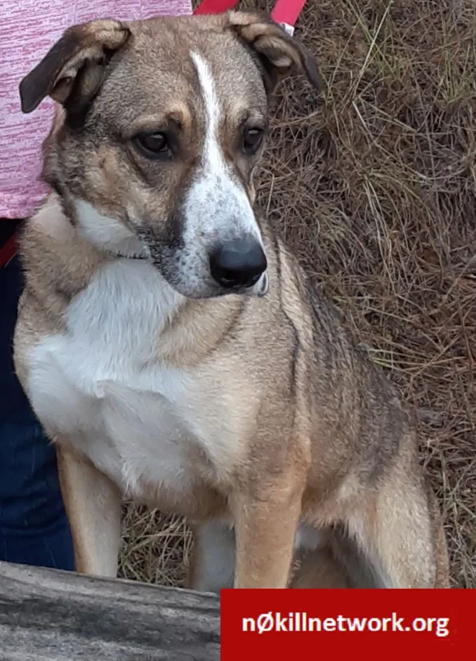 Lost dog in Texarkana, AR, 71854