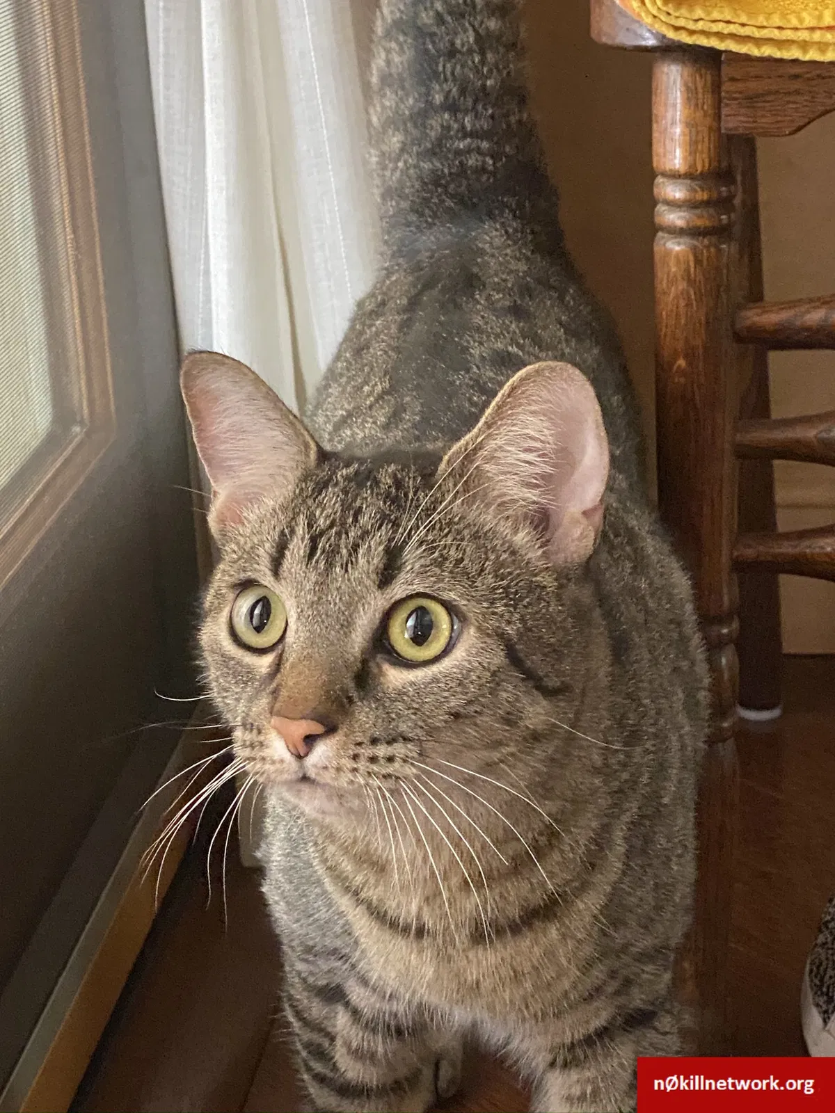 Lost cat in Neshanic Station, NJ, 8853