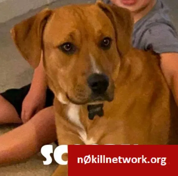 Lost dog in Tucson, AZ, 85719