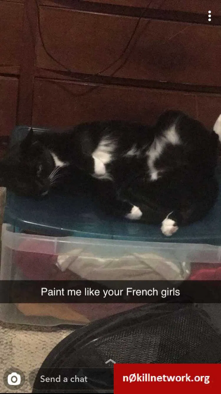 Lost cat in Pittsburgh, PA, 15216