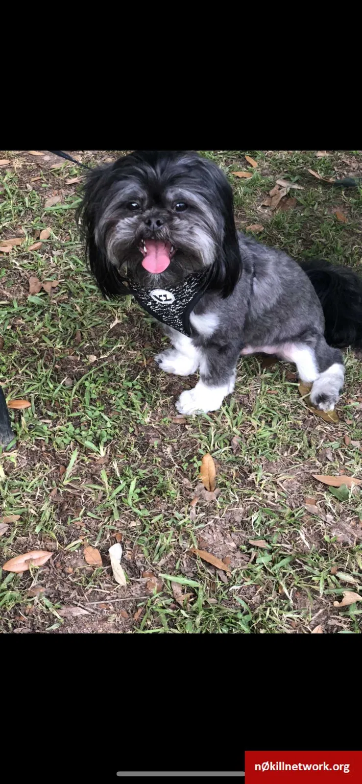 Lost dog in Carencro, LA, 70520