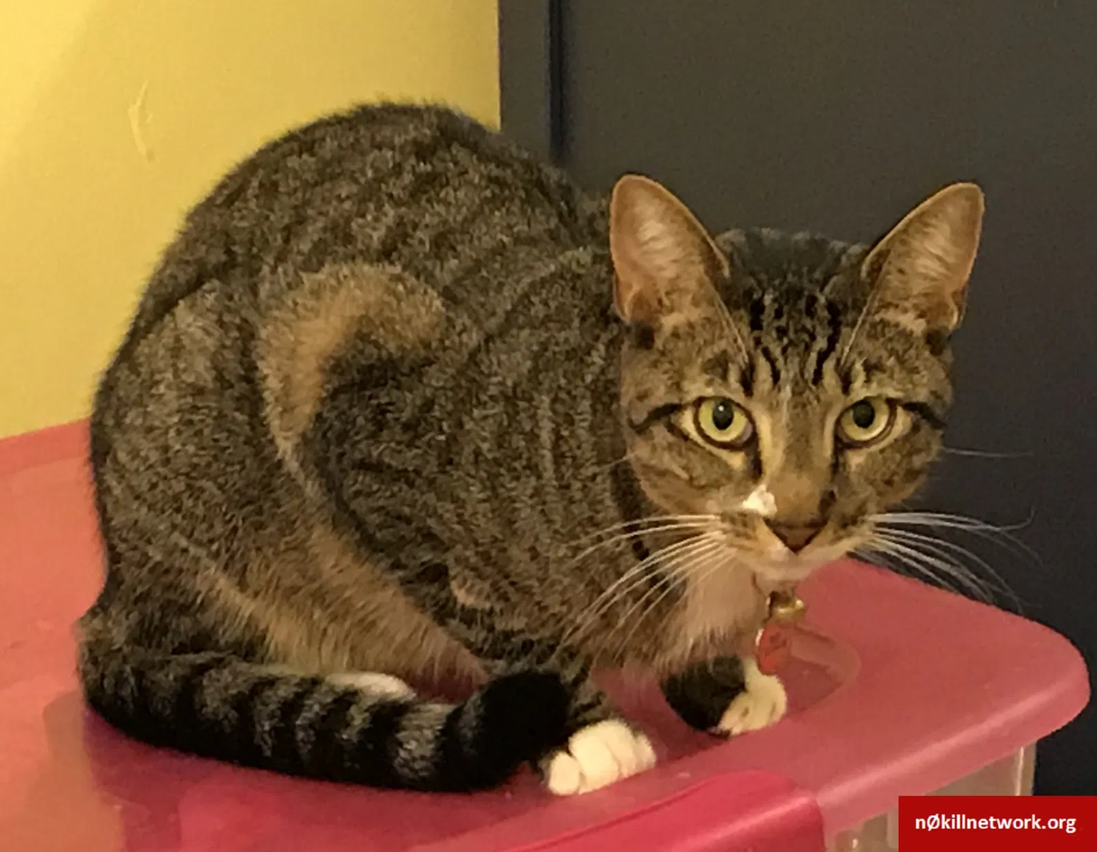 Lost cat in East Brunswick, NJ, 8816