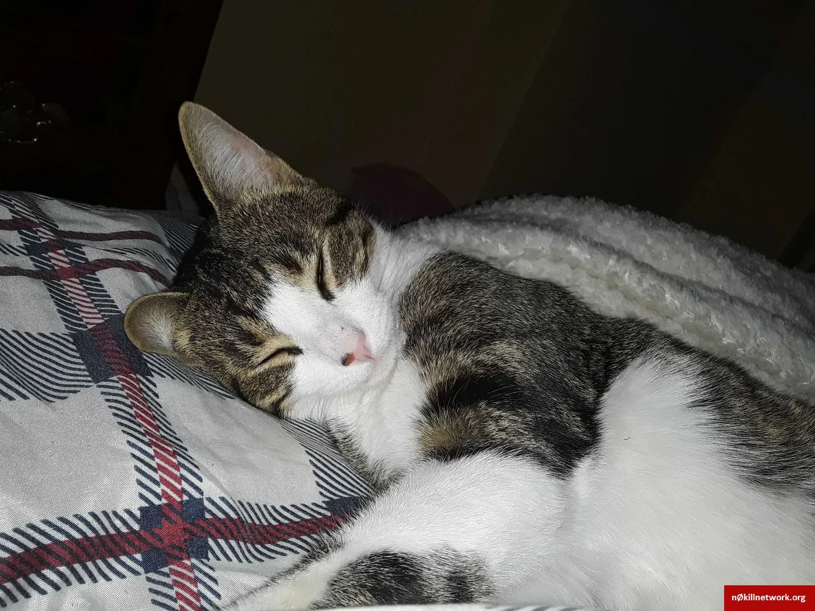 Lost cat in Columbus, OH, 43204