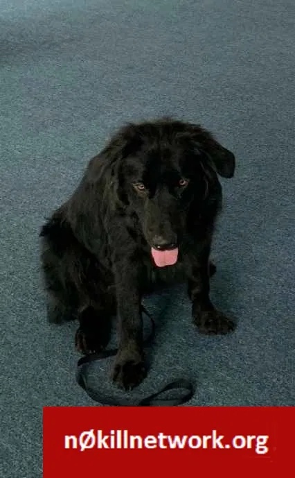 Lost dog in Murfreesboro, TN, 37129