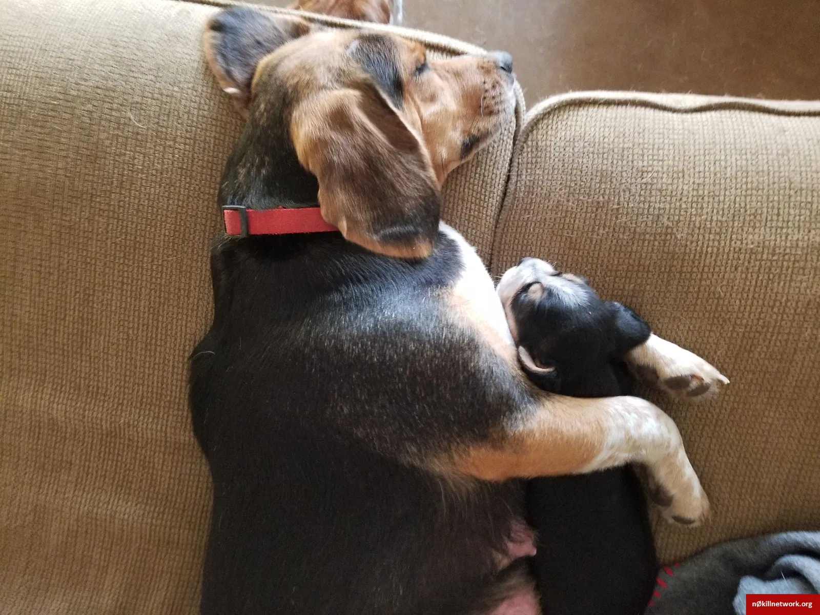 Lost dog in Ben Wheeler, TX, 75754