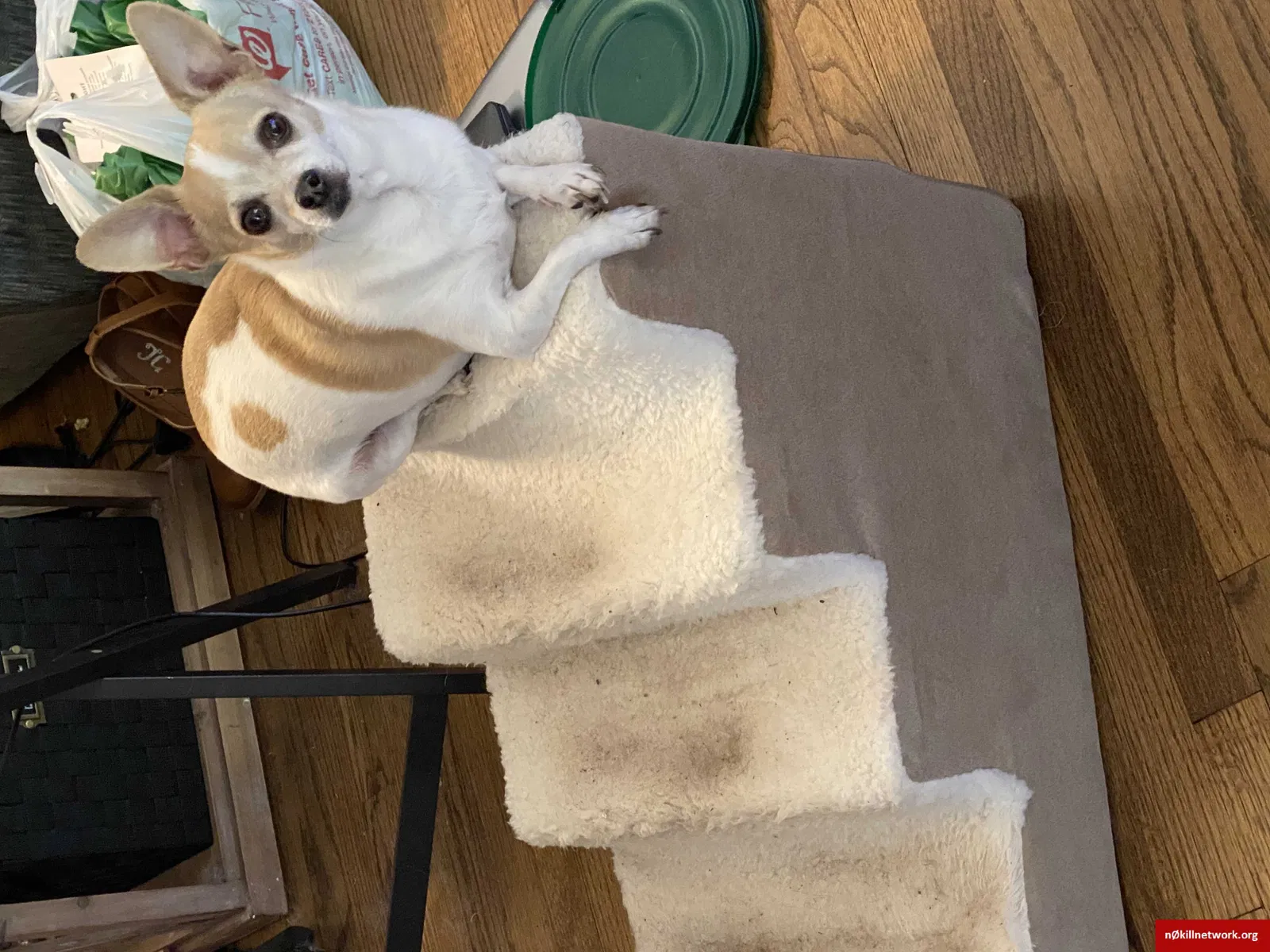 Lost dog in Oklahoma City, OK, 73110