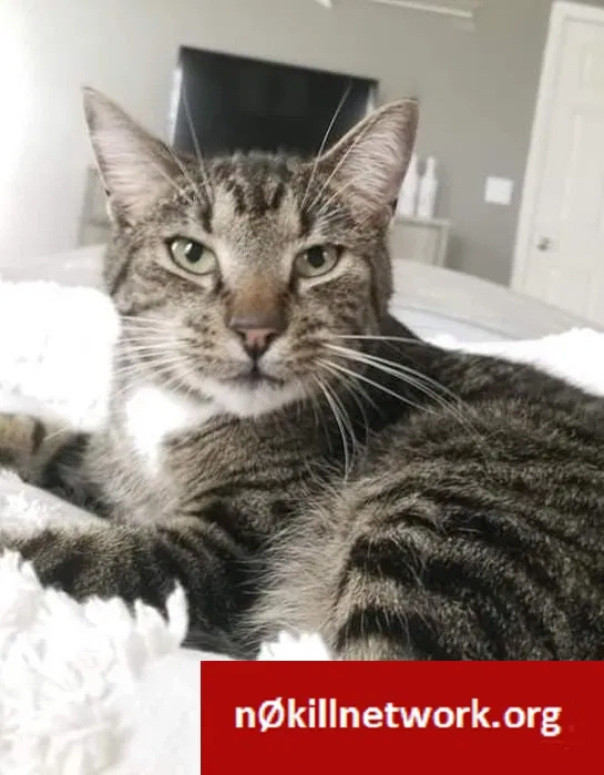 Lost cat in Dunlap, TN, 37327