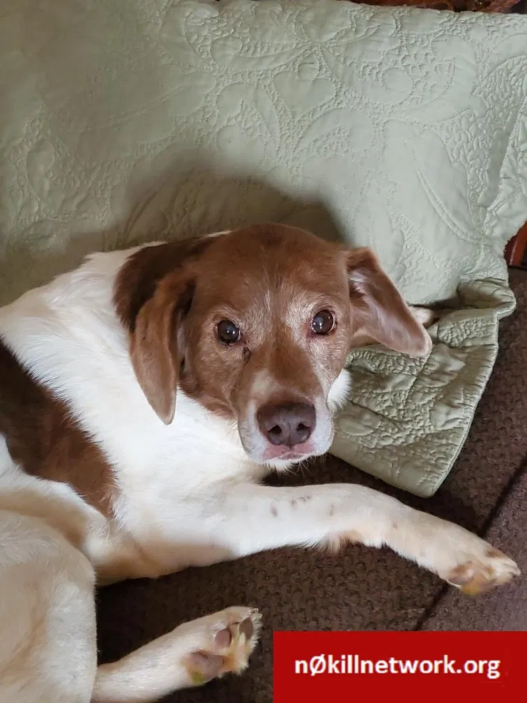 Lost dog in Albany, GA, 31721