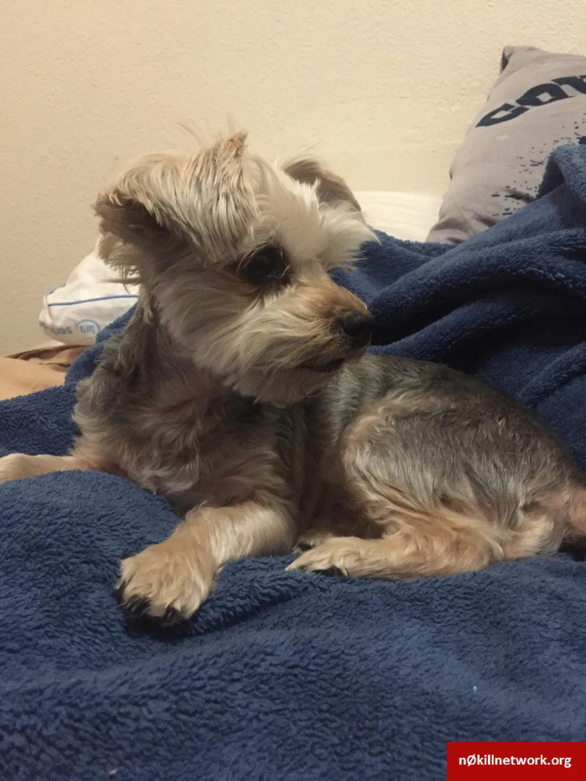 Found dog in Tulsa, OK, 74146