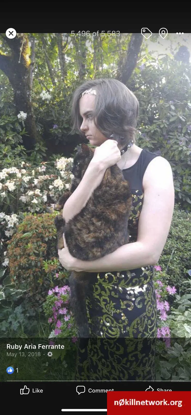 Lost cat in Portland, OR, 97267