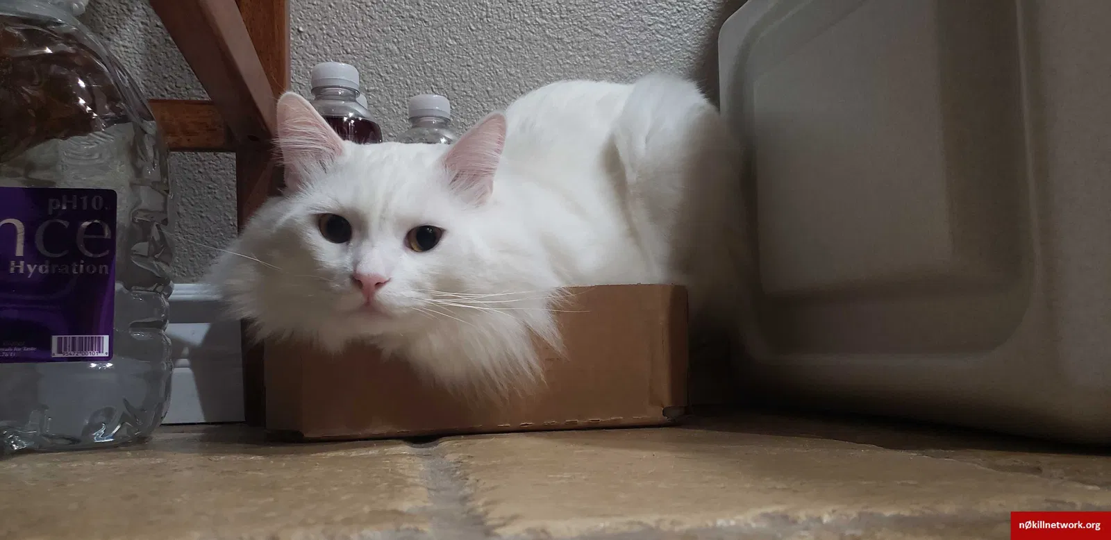 Lost cat in Escondido, CA, 92026