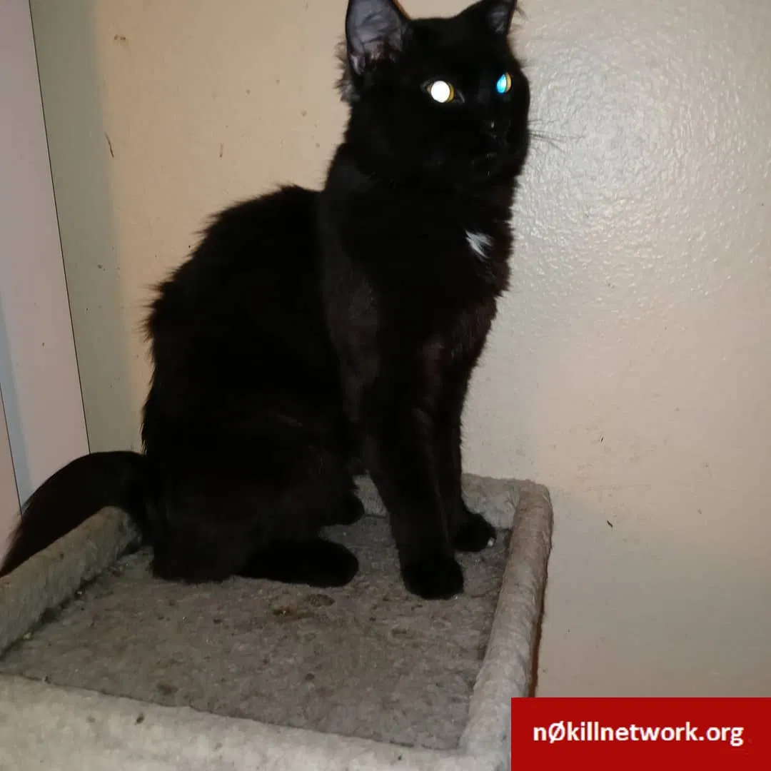 Lost cat in Aurora, CO, 80017