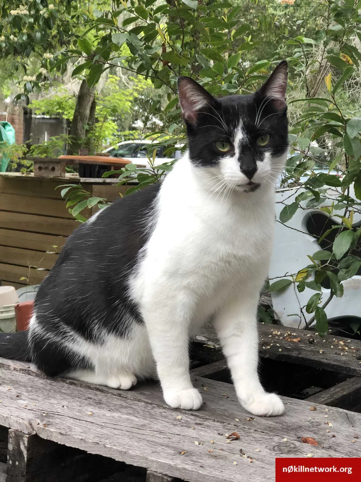 Lost cat in Palatka, FL, 32177